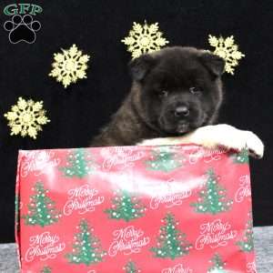 Sadie, Akita Puppy